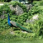 Paon au jardin Massey de Tarbes