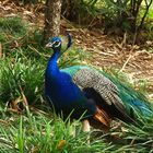 Paon au Parc Zoologique et Forestier  - Nouméa  -  Pfau im zoologischen Forstpark