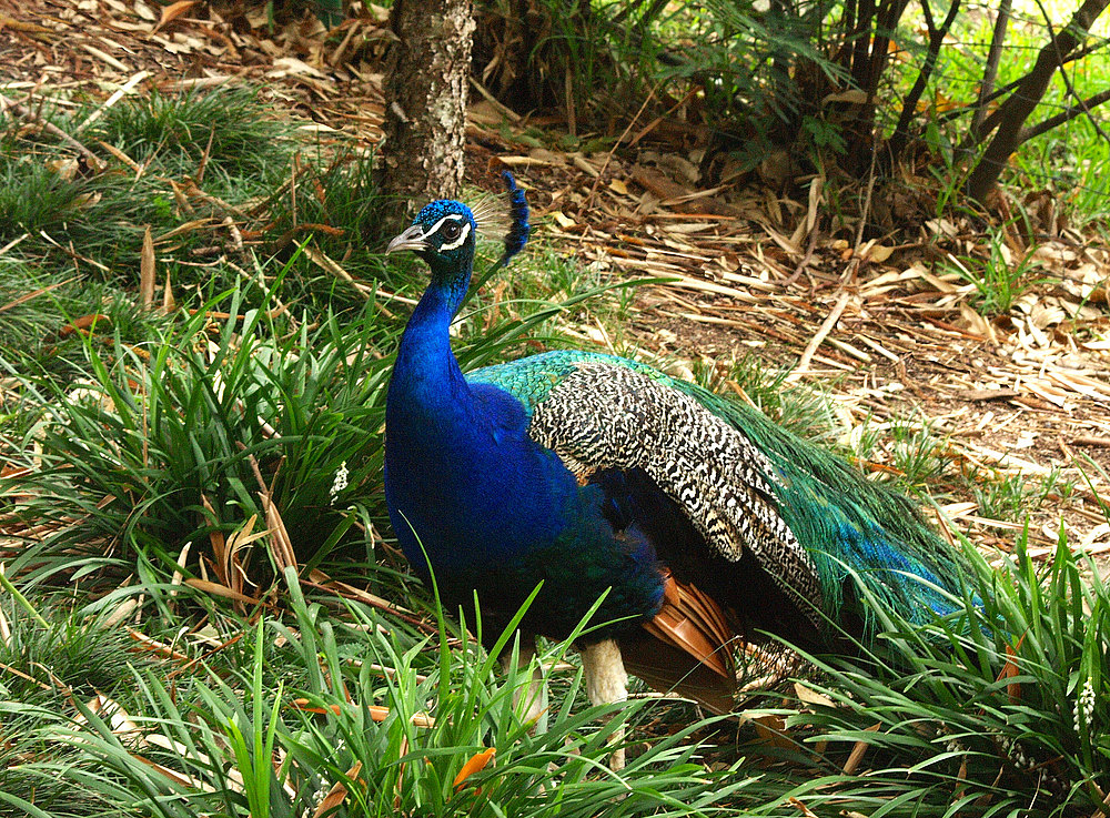 Paon au Parc Zoologique et Forestier  - Nouméa  -  Pfau im zoologischen Forstpark