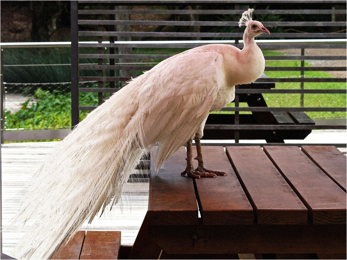 Paon blanc à table - Parc zoologique et forestier de Nouméa