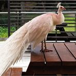 Paon blanc à table - Parc zoologique et forestier de Nouméa