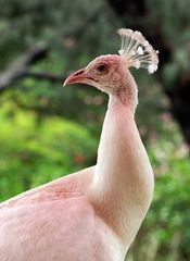 Paon blanc au parc zoologique et forestier de Nouméa