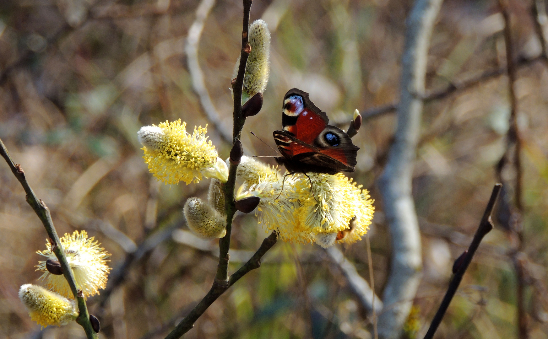 Paon de jour sur chatons de saule