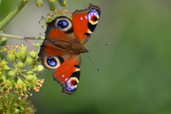 Patricia Devaux photos & images photographe de Toulouse, France