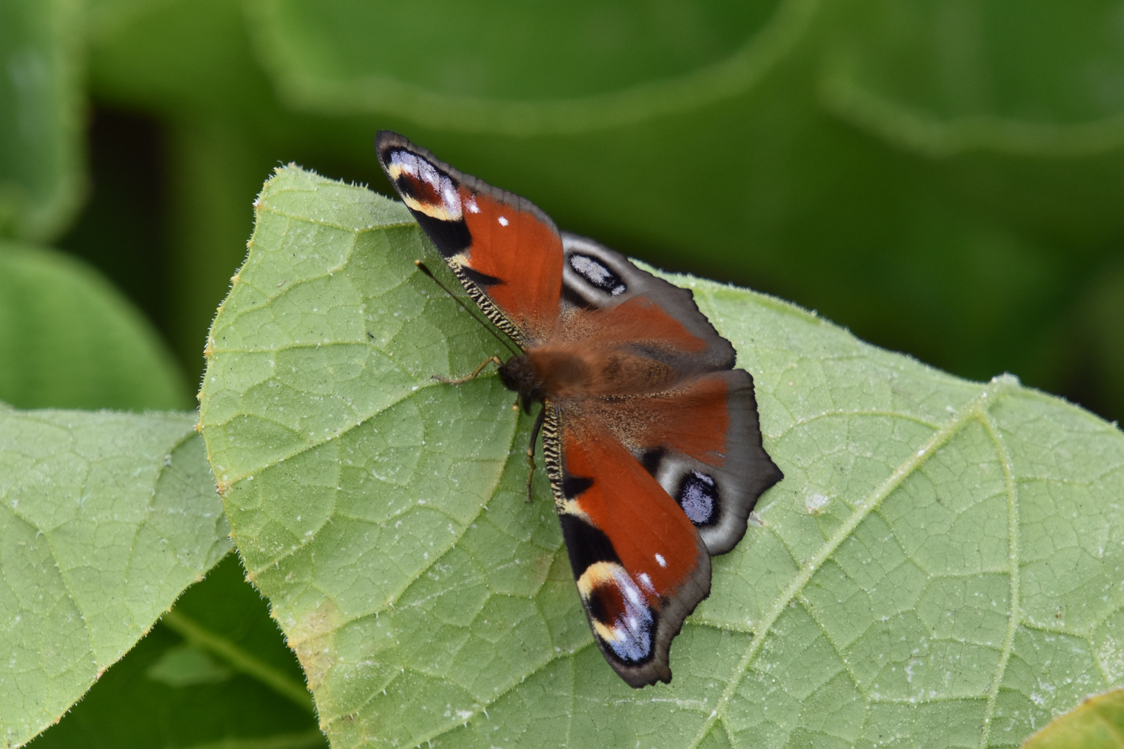 Paon du jour (Aglais Io)