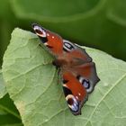 Paon du jour (Aglais Io)