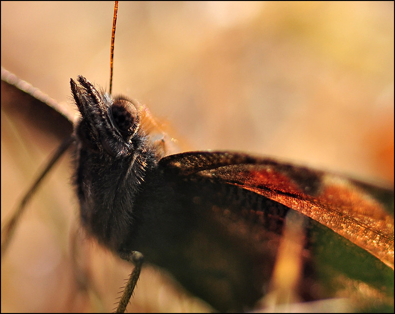 Paon du jour (Inachis io)