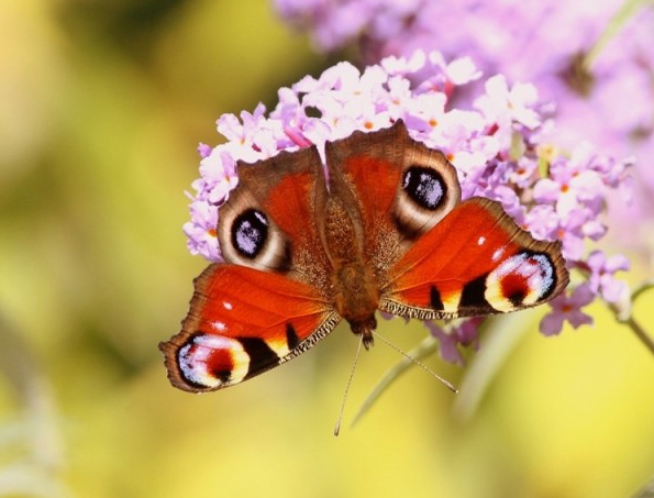 Paon du Jour sur Buddleia