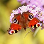 Paon du Jour sur Buddleia