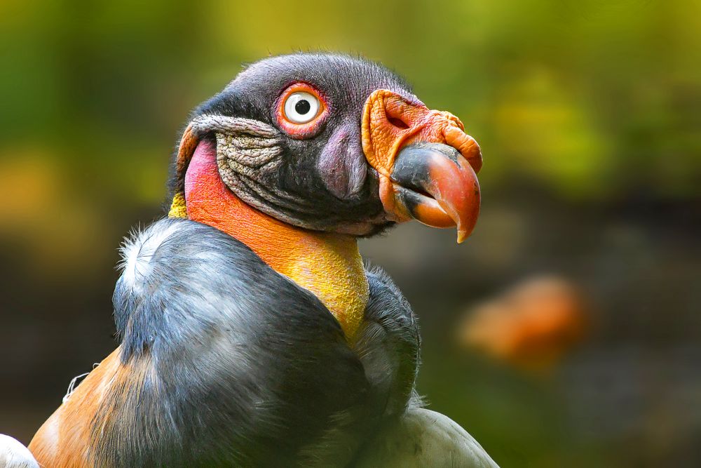 Papa Foto & Bild deutschland, europe, nordrhein westfalen Bilder auf