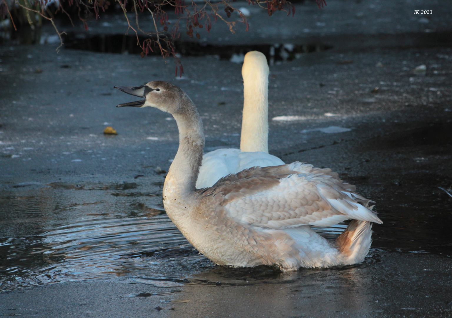 Papa..... Foto & Bild tiere, wildlife, wild lebende vögel Bilder auf