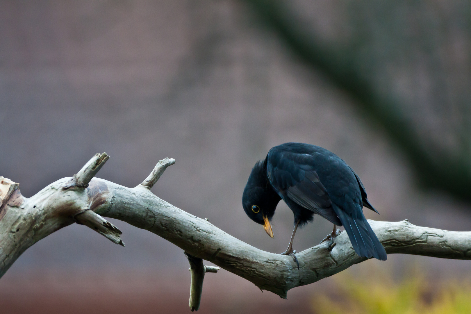 Papa Amsel passt auf