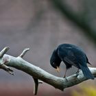 Papa Amsel passt auf