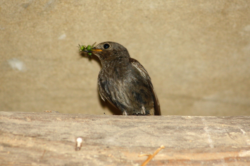 Papa apporte à manger