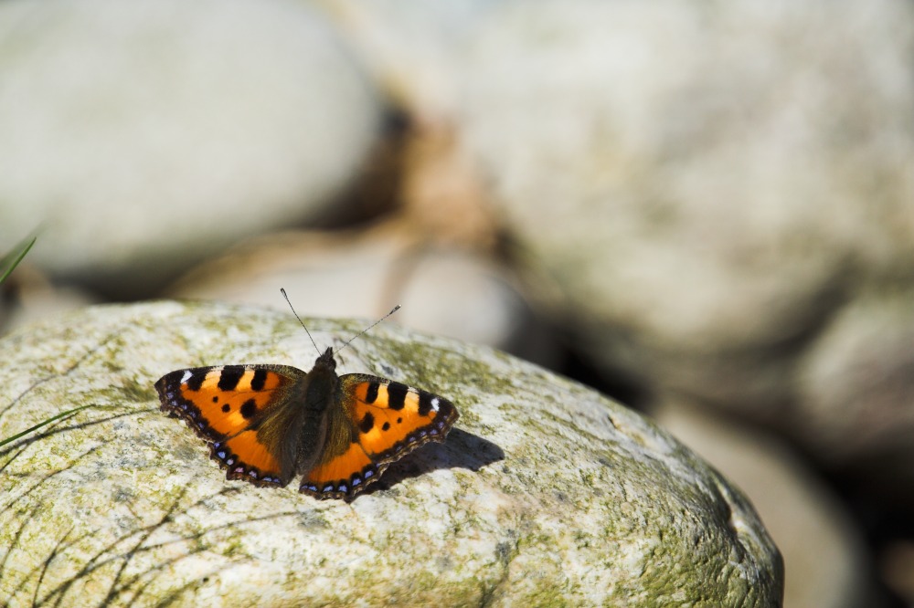 "Papa, da ist ein Schmetterling!"