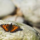 "Papa, da ist ein Schmetterling!"