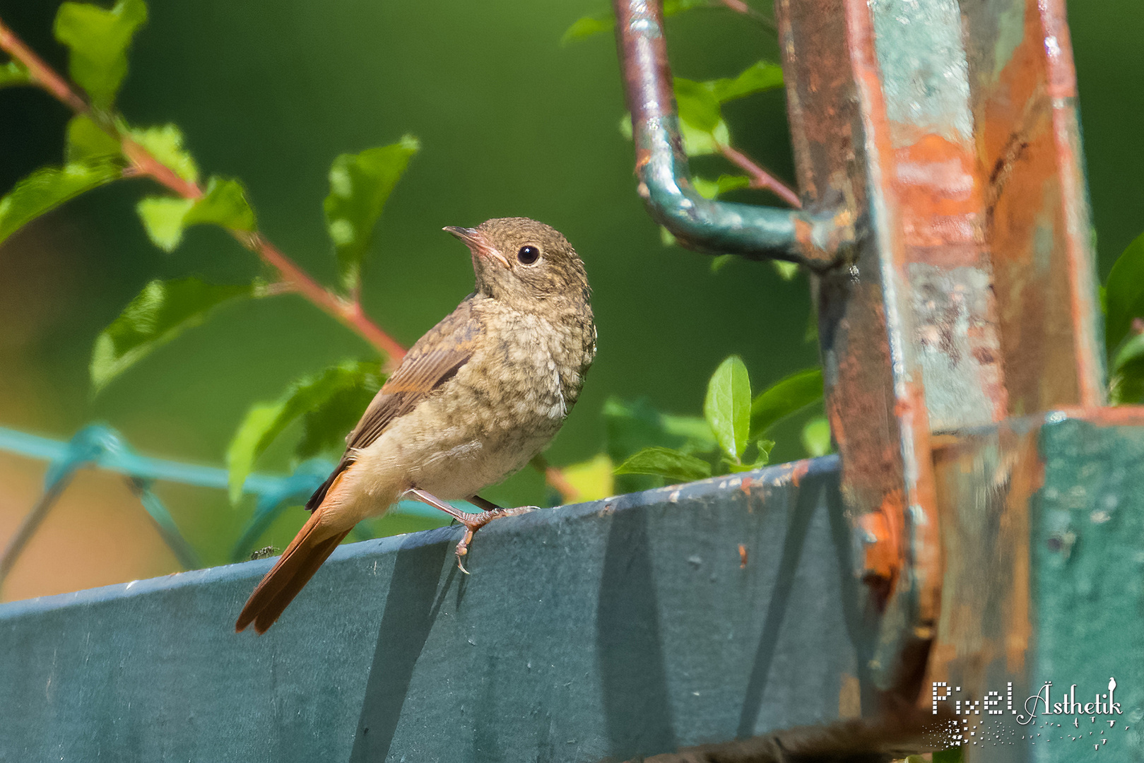 Papa, Hunger! (juv. Gartenrotschwanz)