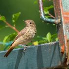 Papa, Hunger! (juv. Gartenrotschwanz)