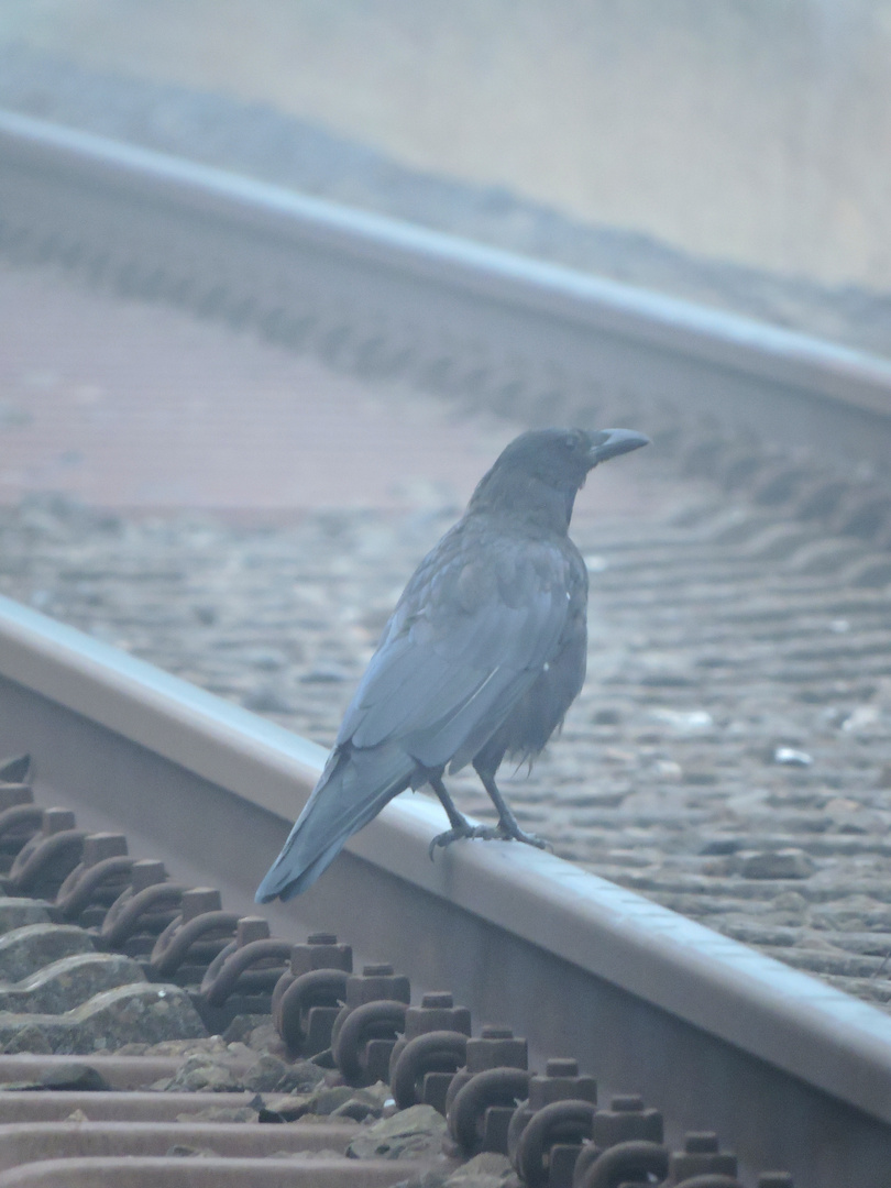 Papa, ist das jetzt ein Zugvogel?