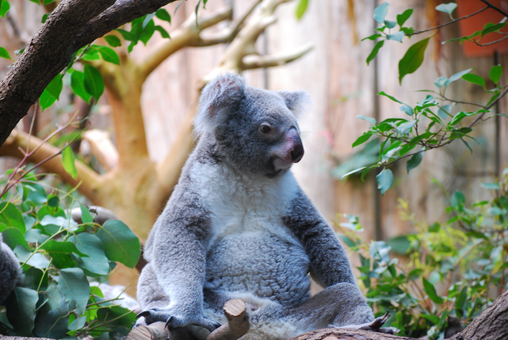 Papa Koala