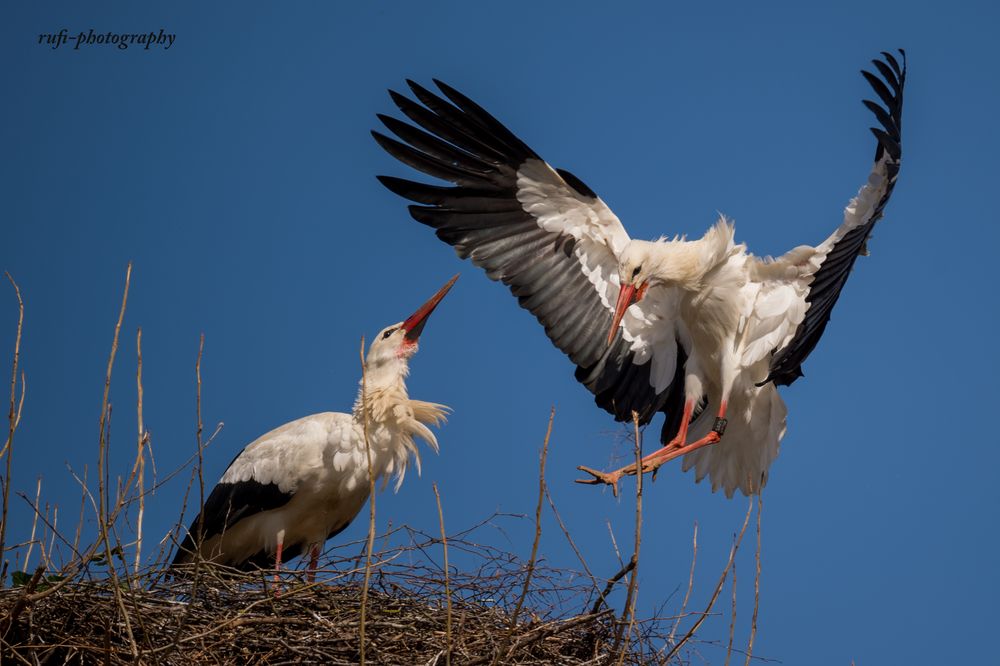 Papa Kommt Nach Hause Foto Bild Tiere Wildlife Wild Lebende