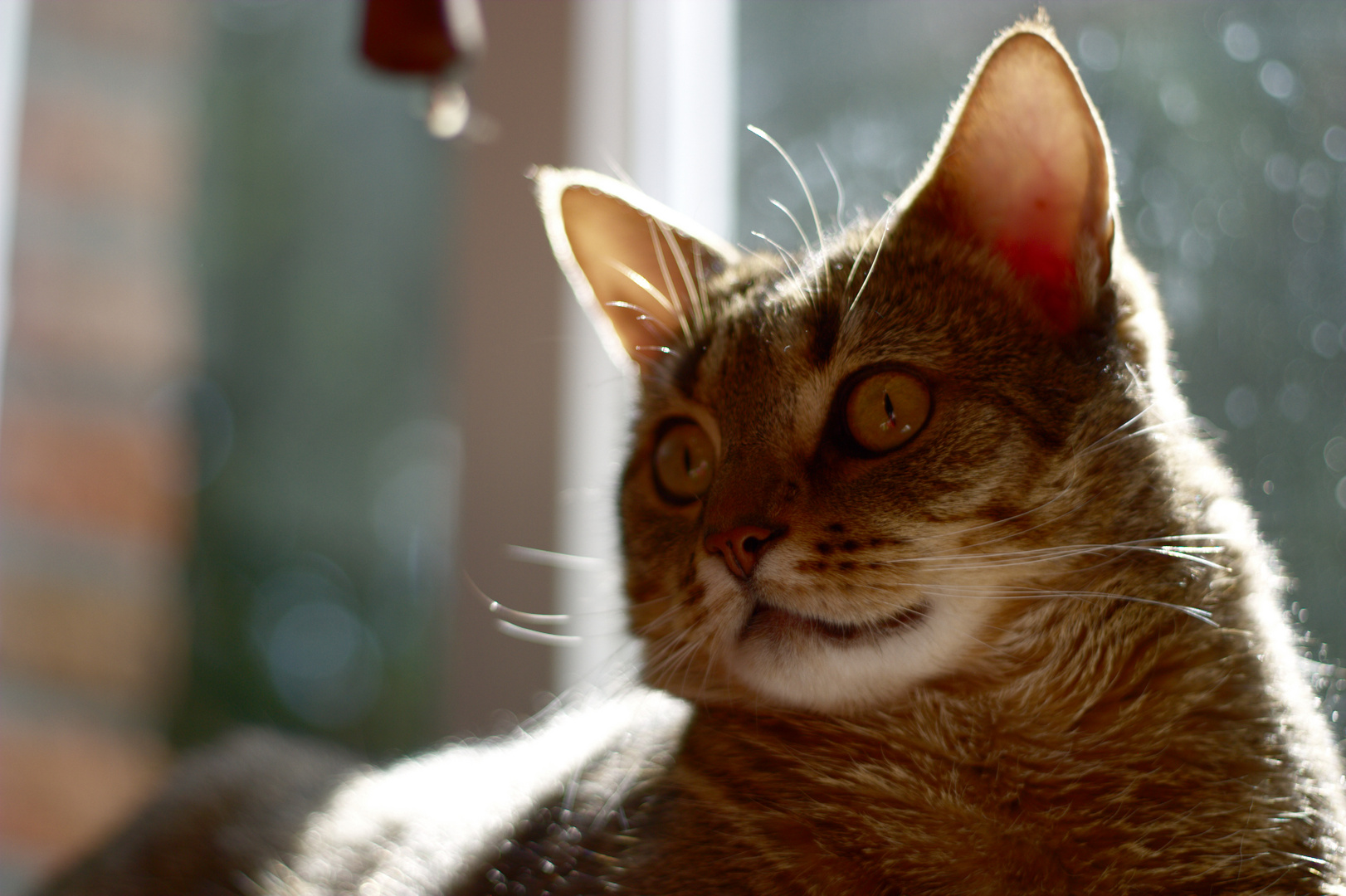 Papa Kommt Nach Hause Foto Bild Tiere Haustiere Katzen