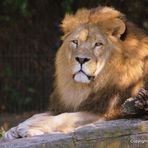 Papa Löwe in der Abendsonne