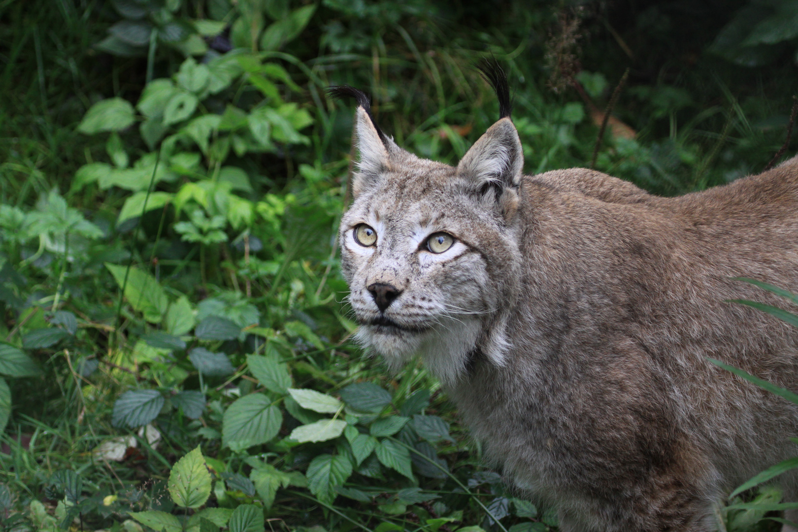 Papa Luchs