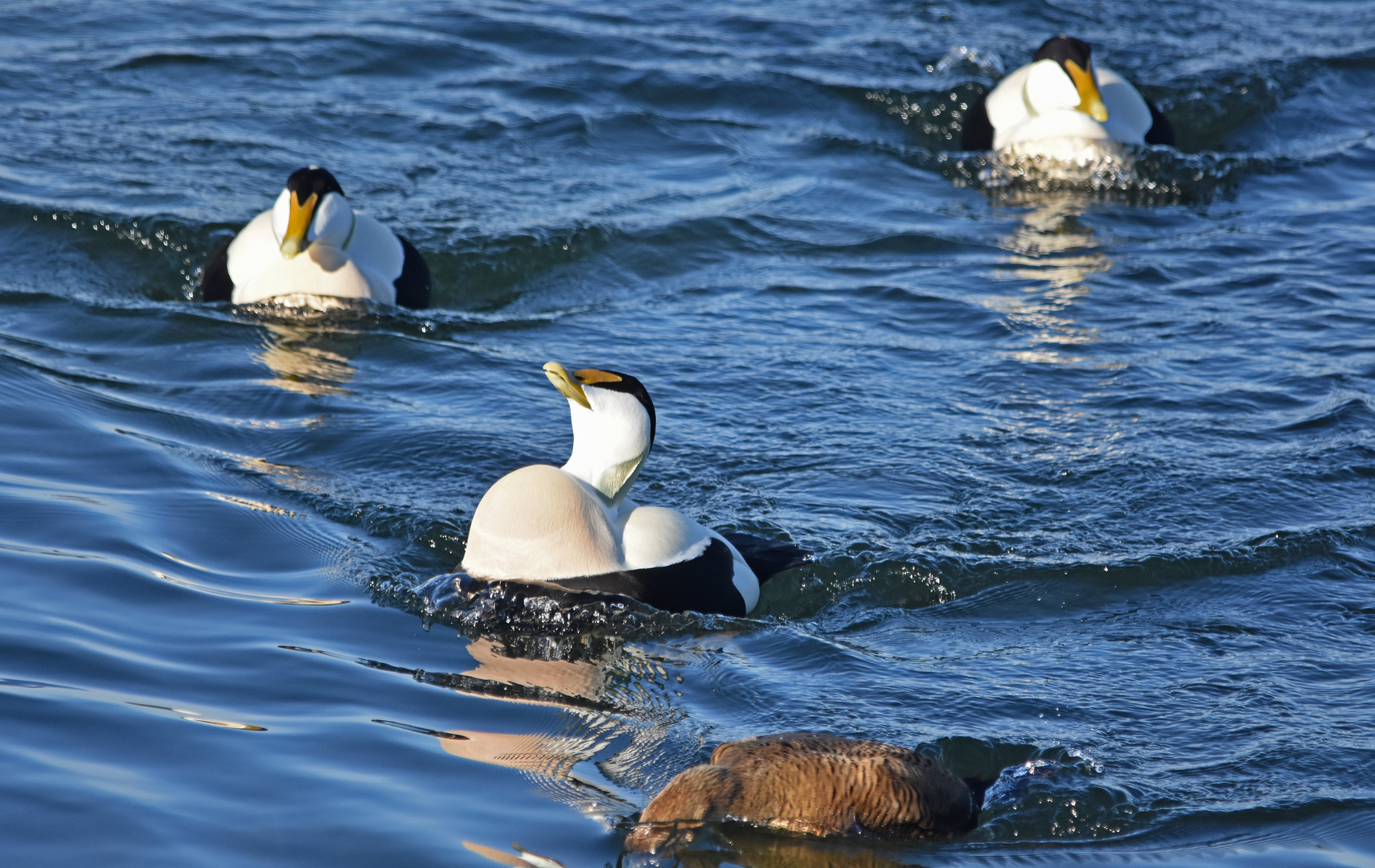 Papa macht den Pinguintanz