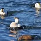 Papa macht den Pinguintanz