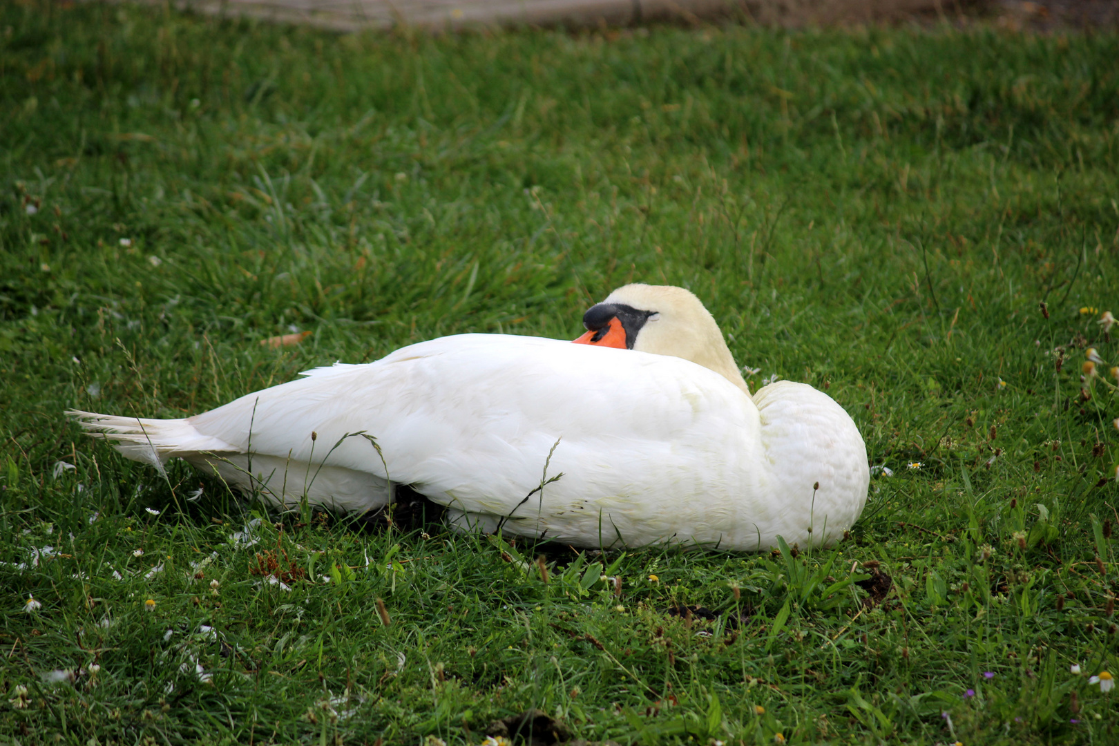 Papa macht ein Nickerchen am Ufer