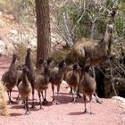 Papa mit kinder im Wilpena pound