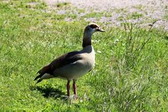 Papa Nilgans sichert den Nachwuchs