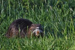 Papa Nutria ?