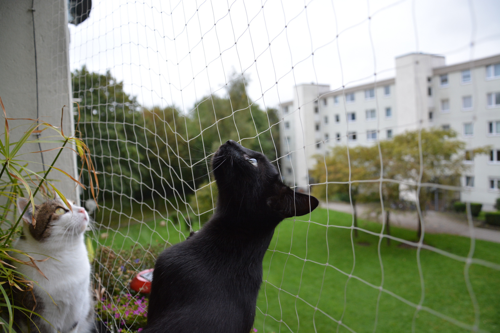 Papa, Papa die Vögel kommen