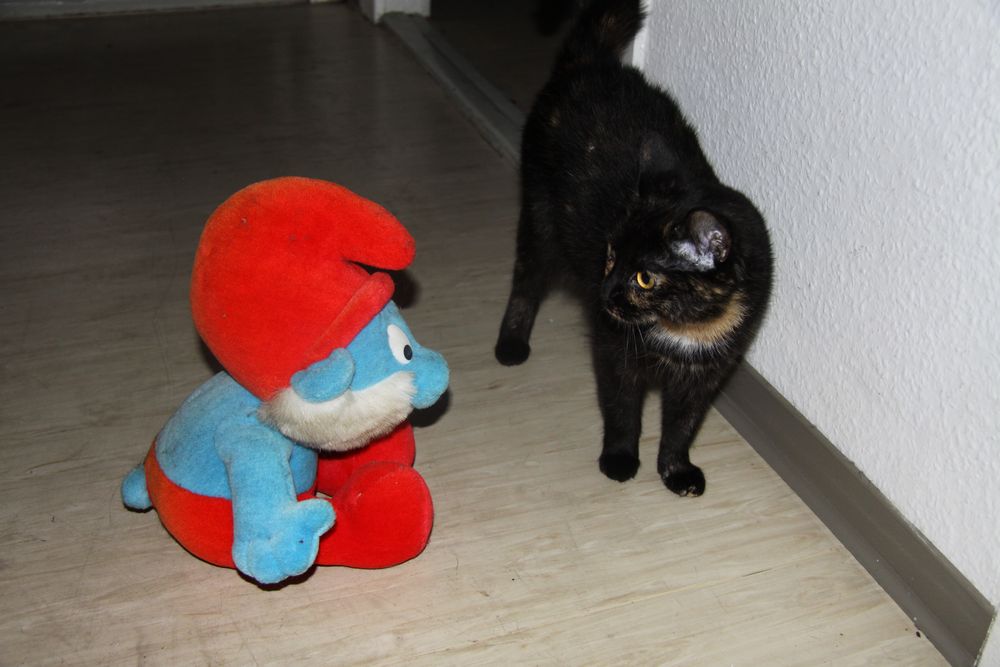 Papa Schlumpf an Katze