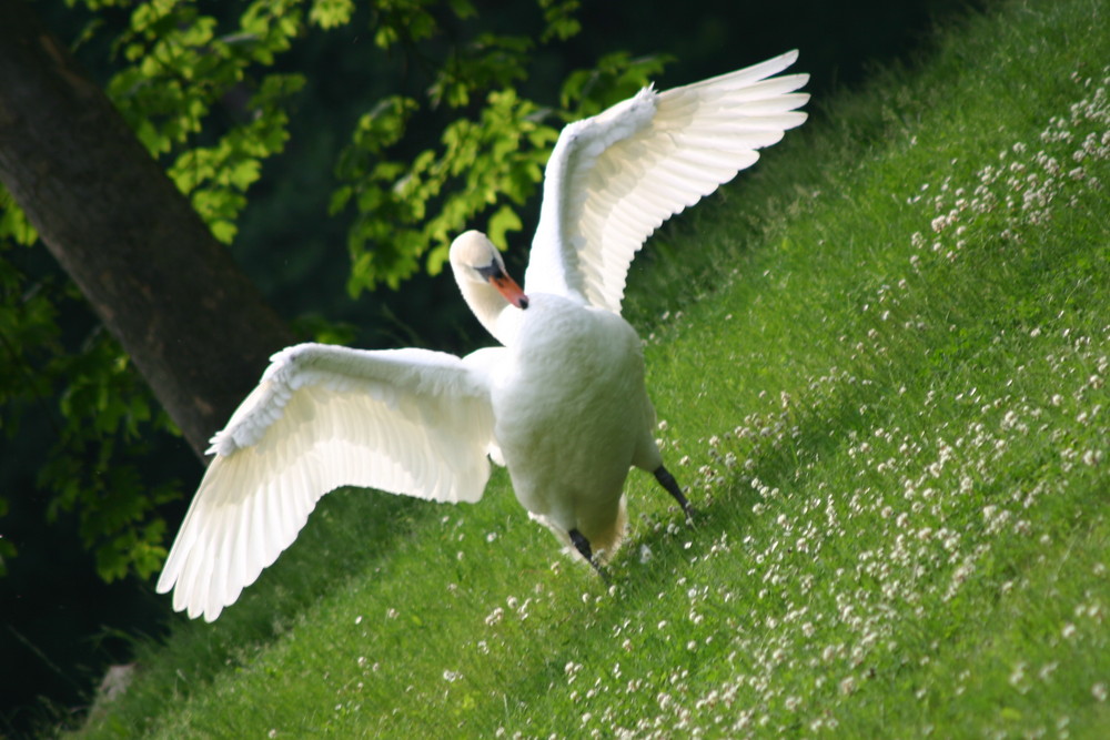 "Papa Schwan" auf dem Waldheimer Werder