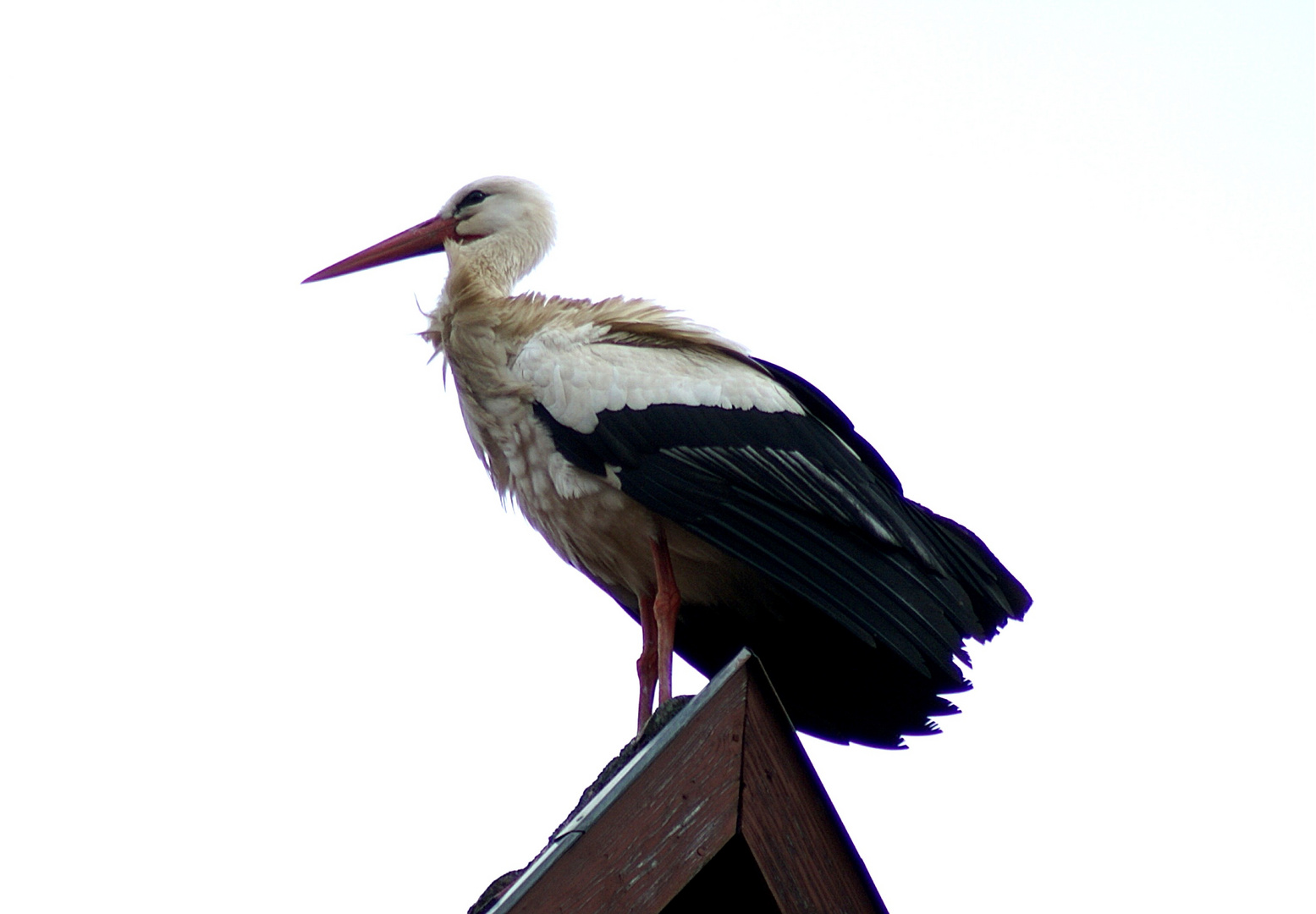 Papa-Storch