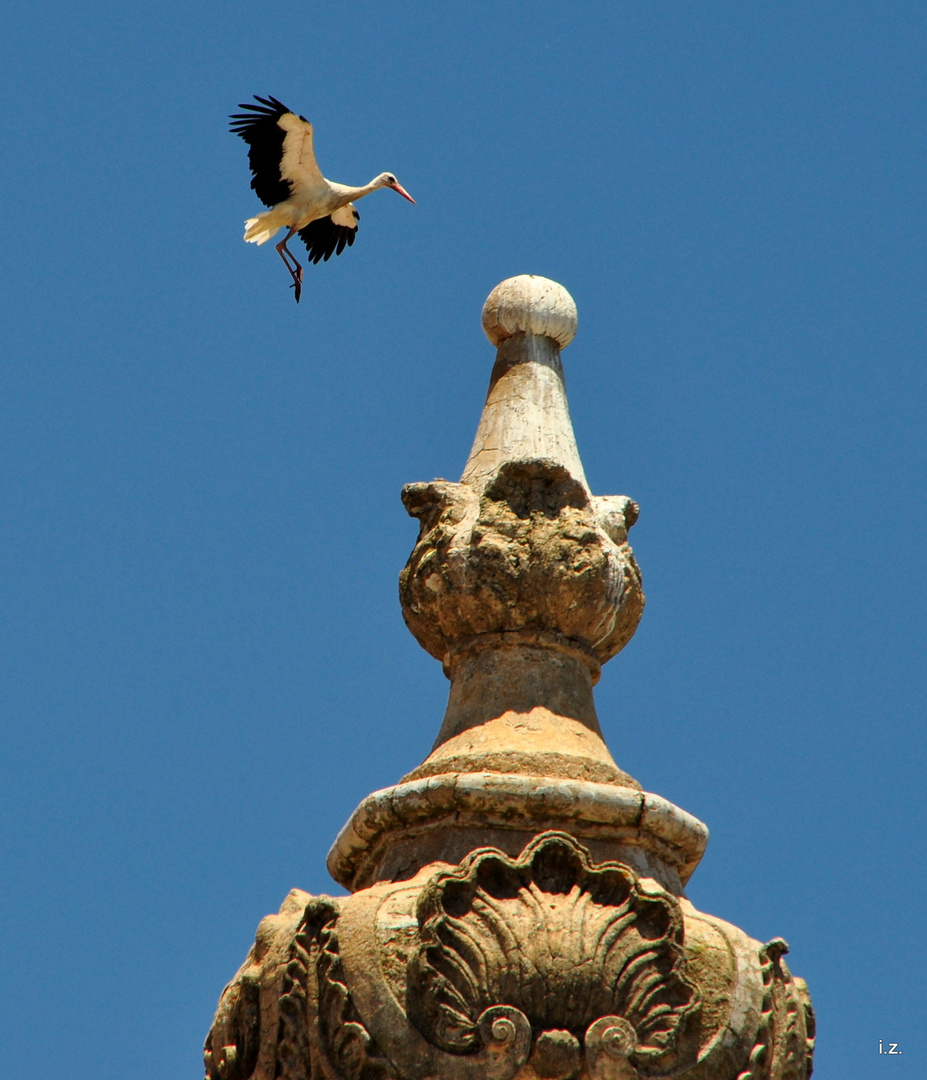 Papa Storch im Landeanflug auf den Kirchturm der Igreja do Carmo