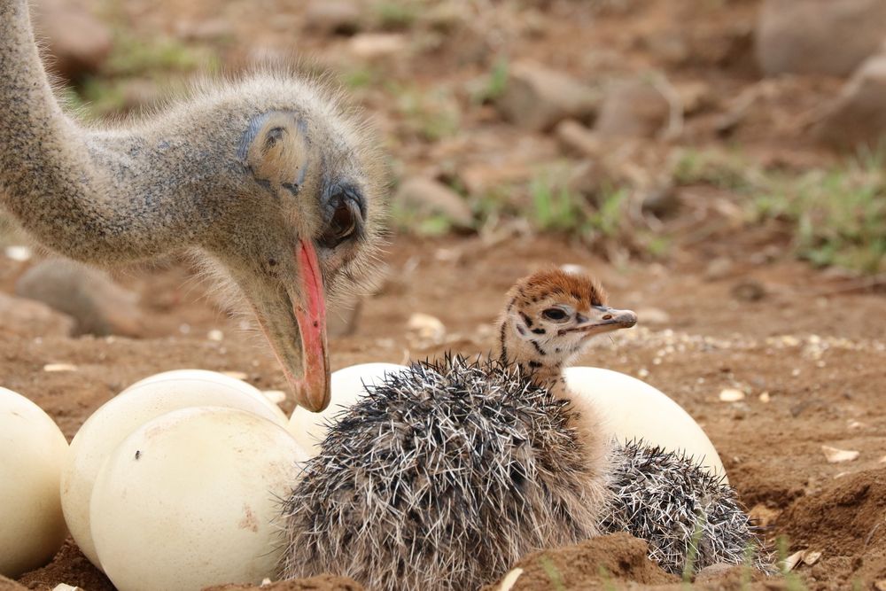 Papa Strauß mit Baby Strauß am Nest