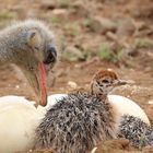 Papa Strauß mit Baby Strauß am Nest