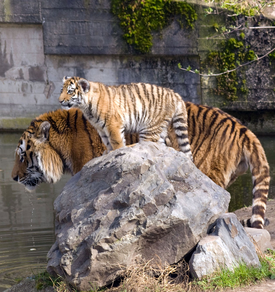 Papa Tiger und kleiner Rüpel Tiger