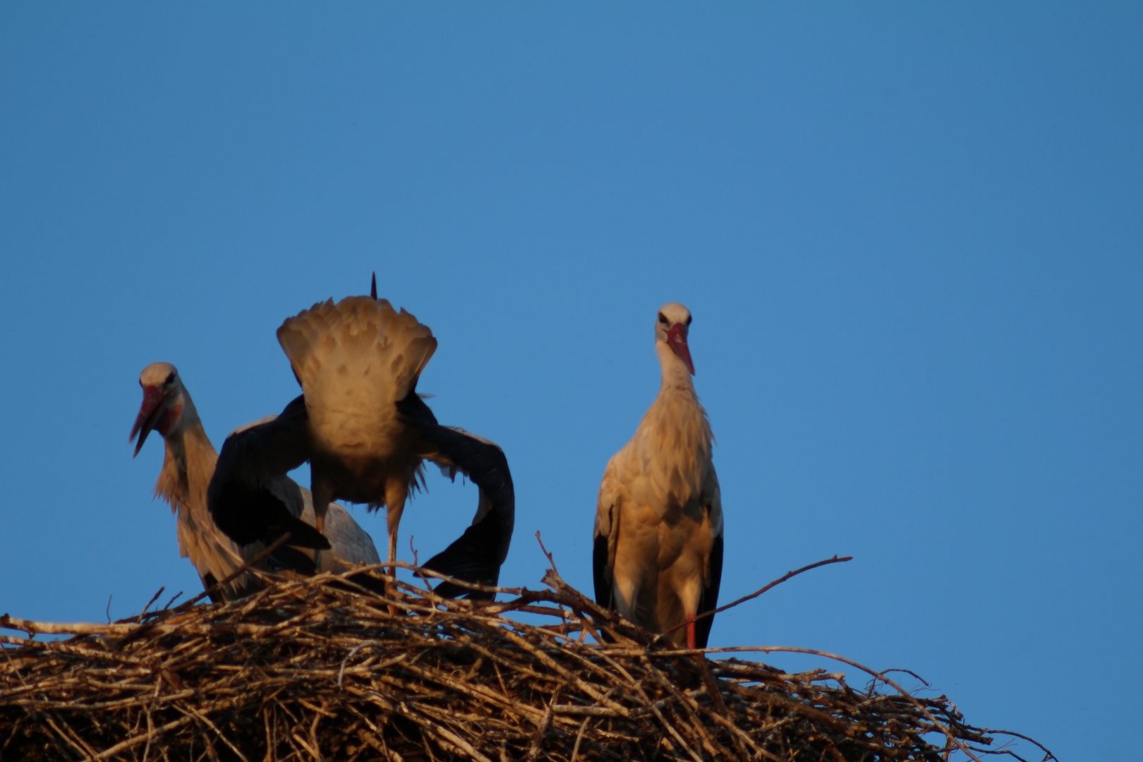 Papa und Mama hüten wieder ihr Nest