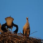 Papa und Mama hüten wieder ihr Nest