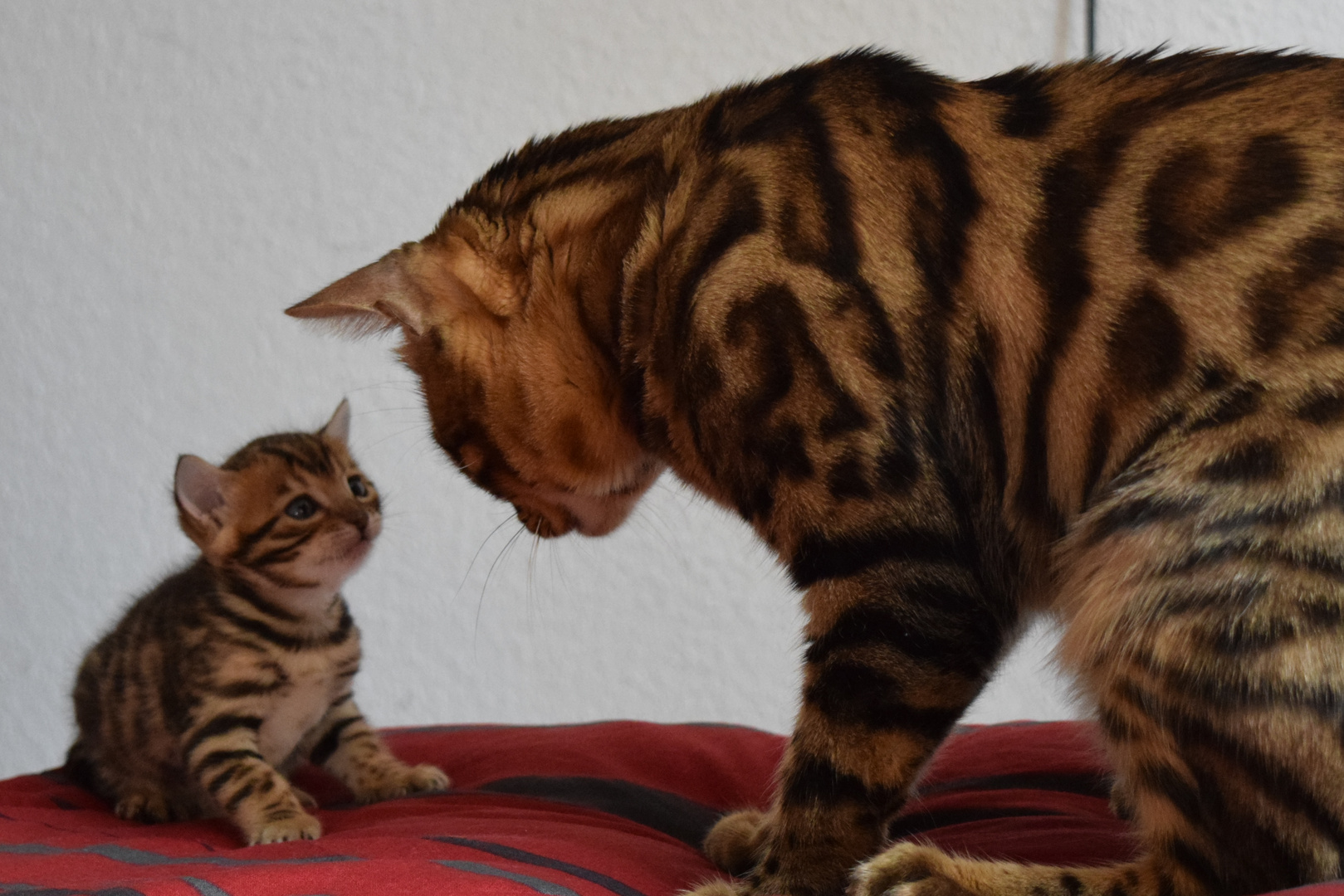 Papa und Tochter