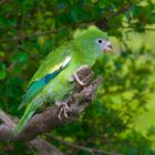 Papagai aus dem Tieflandregenwald von Kolumbien