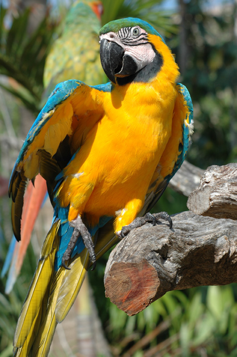 Papagai Posing