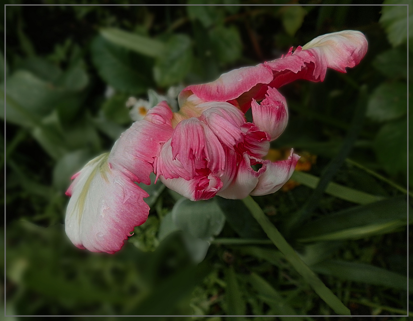 Papagai Tulpe 