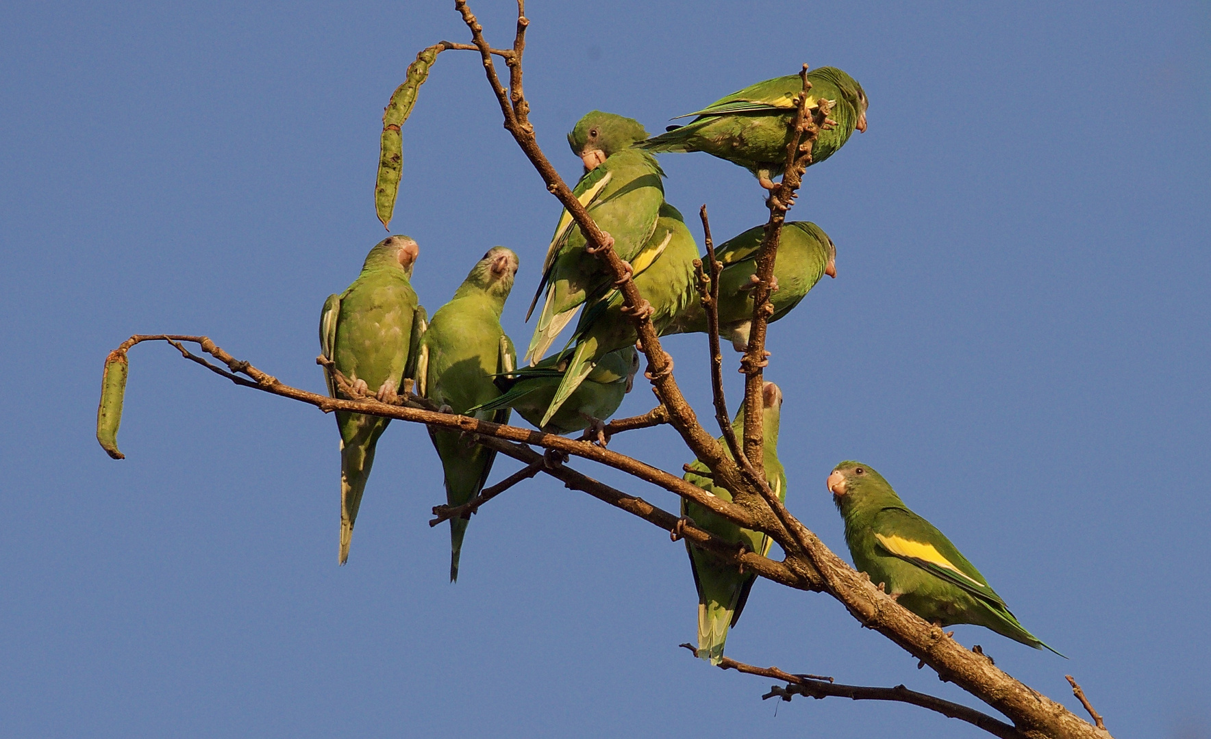 Papagaien in Leticia, Kolumbien