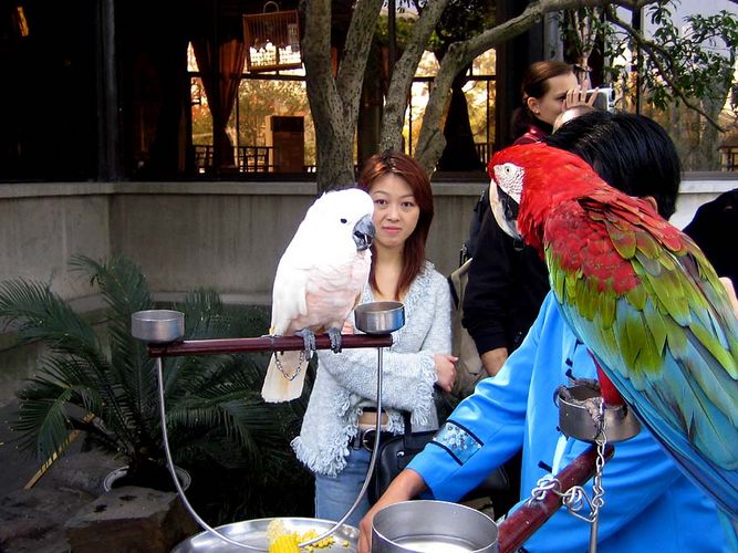 Papagaienpark in Hangzhou